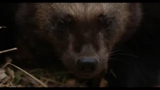 Rosomák - neústupná matka