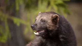 Rosomák - neústupná matka