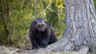 Rosomák - neústupná matka