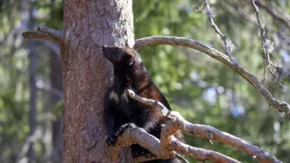 Rosomák - neústupná matka