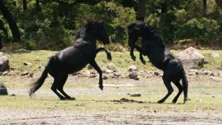 Království divočiny: Koně z náhorní planiny Giara, Sardinie