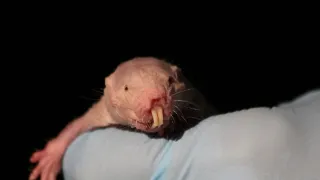 Rypoš lysý: Nejpodivnější superhrdina