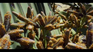 Síla rostlin - tajemný dobyvatel