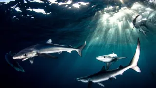 Velká žraločí hostina