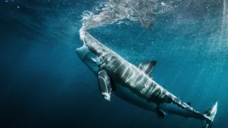 Velká žraločí hostina