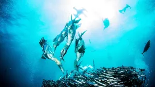 Velká žraločí hostina