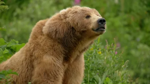 Obrovské medvede Aljašky