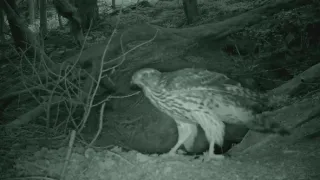 Skrytý život v lese (7)