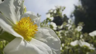 Síla rostlin - tajemný dobyvatel
