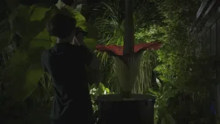 Síla rostlin - tajemný dobyvatel