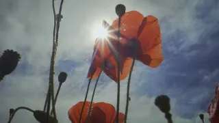 Síla rostlin - tajemný dobyvatel