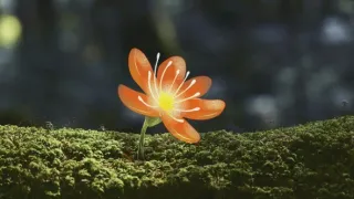 Síla rostlin - tajemný dobyvatel