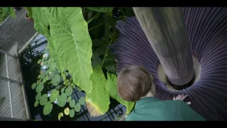 Síla rostlin - tajemný dobyvatel