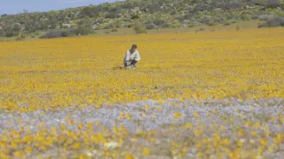 Síla rostlin - tajemný dobyvatel