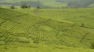 Na cestě po Rwandě