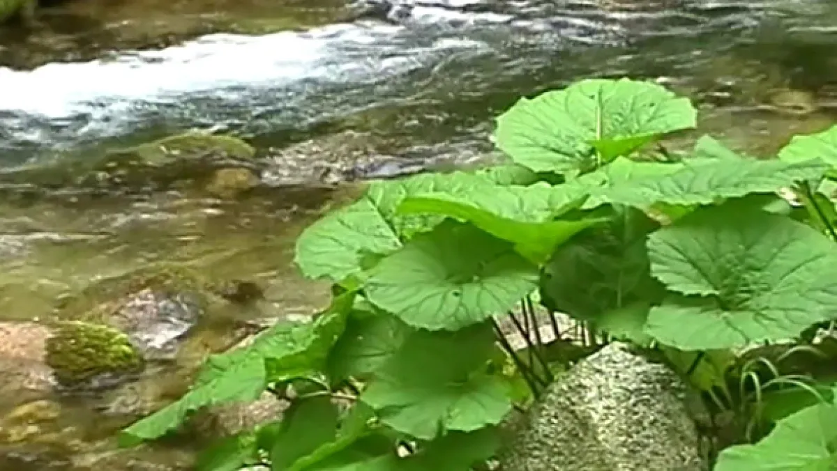 Obrázky z prírody, 1996 - fotogaléria