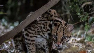 Americký ocelot