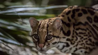 Americký ocelot