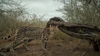 Americký ocelot