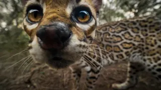 Americký ocelot