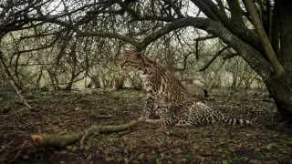 Americký ocelot