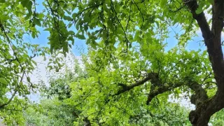 Ikony Kamila Střihavky (4/10)