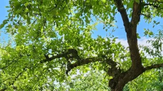 Ikony Kamila Střihavky (4/10)