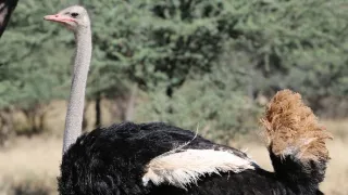 Pštrosi - život v běhu