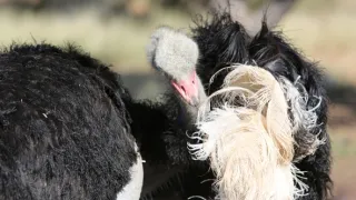 Pštrosi - život v běhu