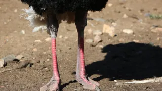 Pštrosi - život v běhu