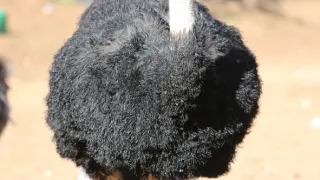 Pštrosi - život v běhu