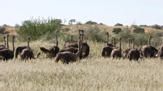 Pštrosi - život v běhu