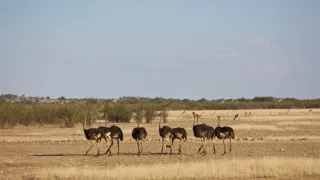Pštrosi - život v běhu