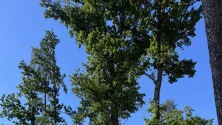 Stavby s vůní dřeva