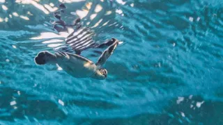 Velká útesová bariéra - nová generace