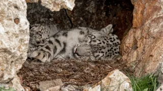 Levhart sněžný a přátelé