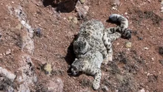 Levhart sněžný a přátelé