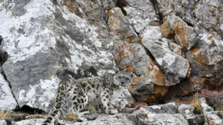 Levhart sněžný a přátelé