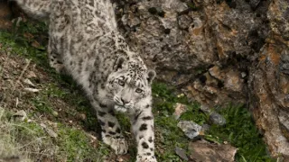 Levhart sněžný a přátelé