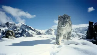 Levhart sněžný a přátelé