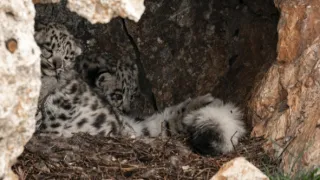 Levhart sněžný a přátelé