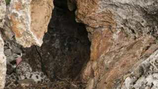 Levhart sněžný a přátelé