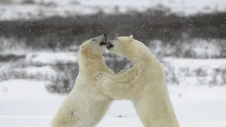 Predátor vs. kořist (2)