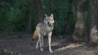 Karpatští predátoři (1/2)