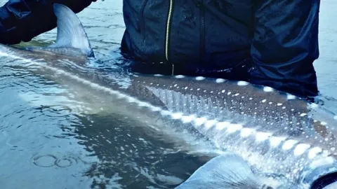 Po stopách posledních obrů II (5)