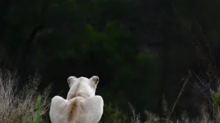 Bílí lvi - zrozeni v divočině (1/2)