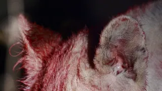 Bílí lvi - zrozeni v divočině (1/2)