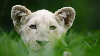 Bílí lvi - zrozeni v divočině (1/2)