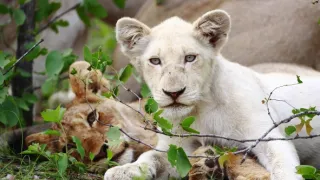 Bílí lvi - zrozeni v divočině (1/2)