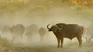 Bílí lvi - zrozeni v divočině (1/2)